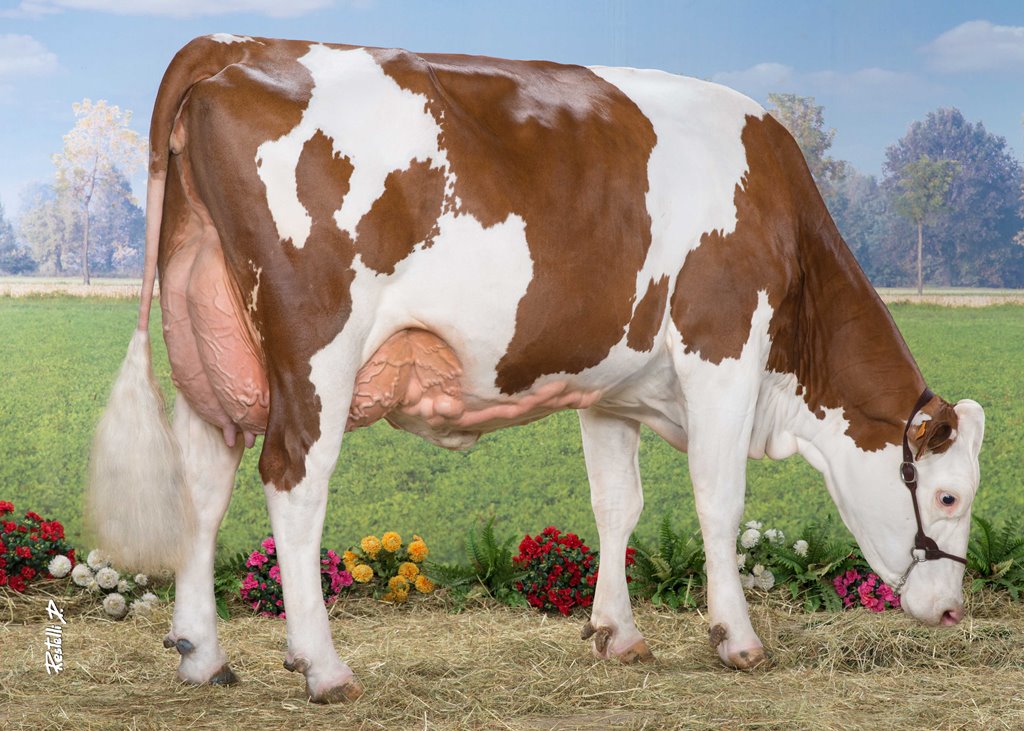 Montbéliarde Association - Et la vache de l'année est